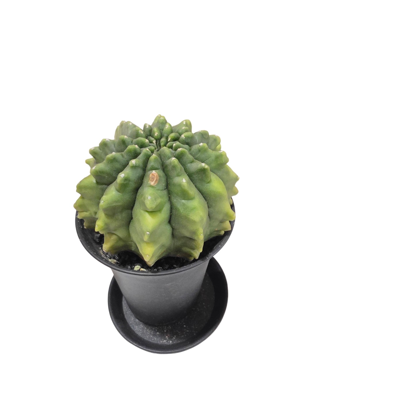 Cactus Gymnocalycium